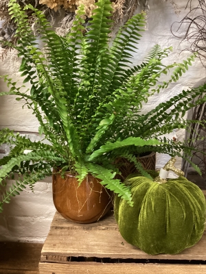 Fern pumpkin gift