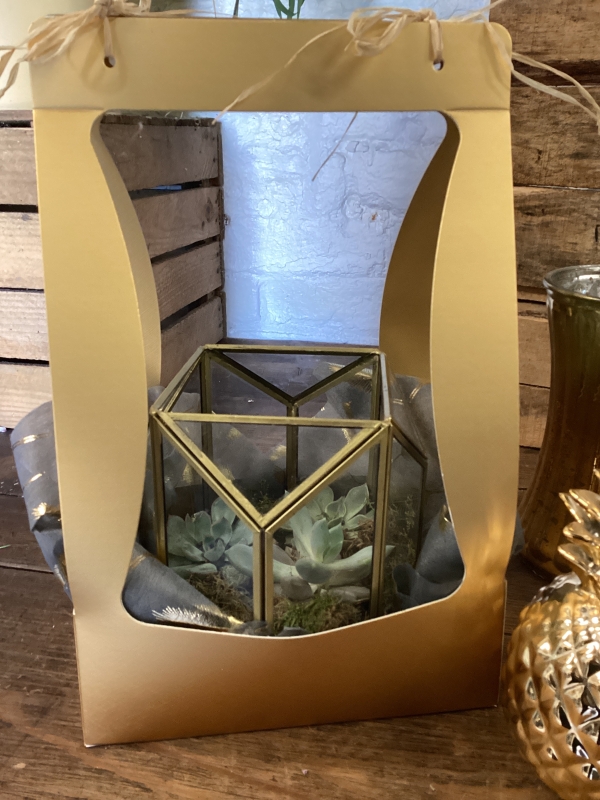 Gold trio plant gift box