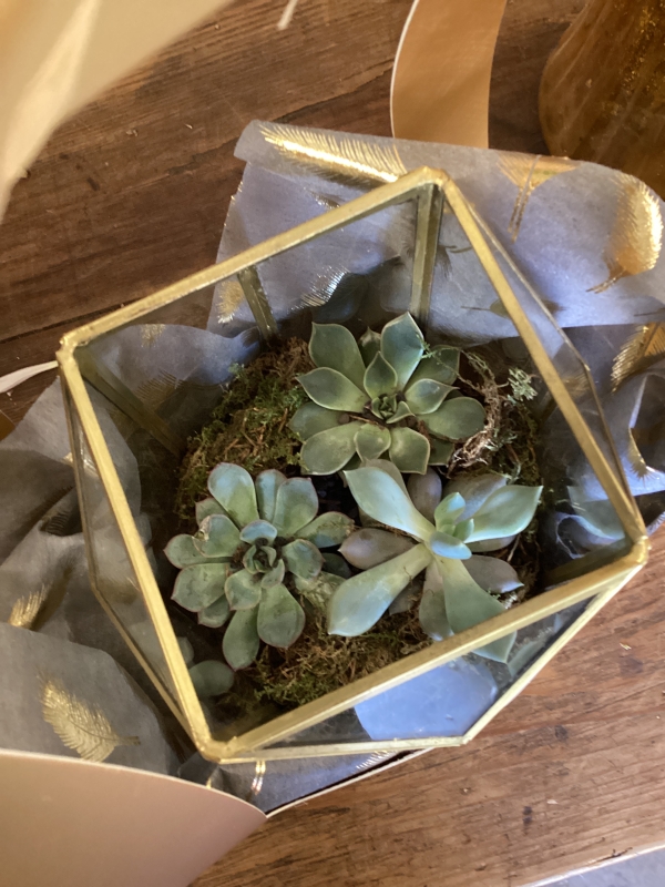 Gold trio plant gift box