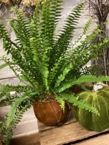 Fern pumpkin gift