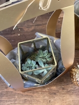 Gold trio plant gift box